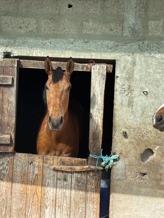 Vendo Égua puro sangue