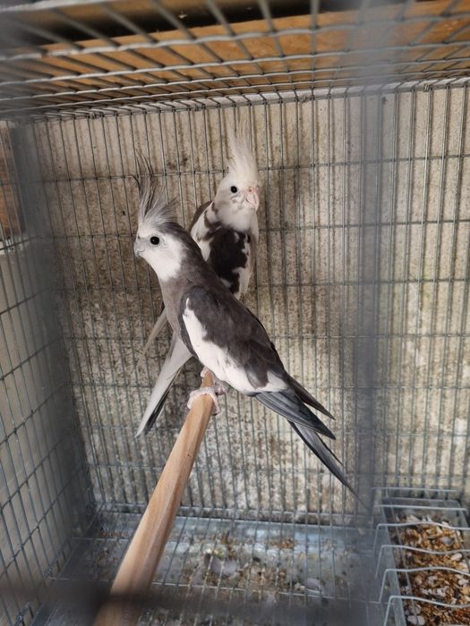 Casal caturras macho 2024