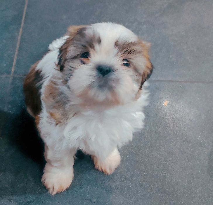 Szczenięta shih tzu