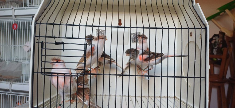 Canários Arlequins