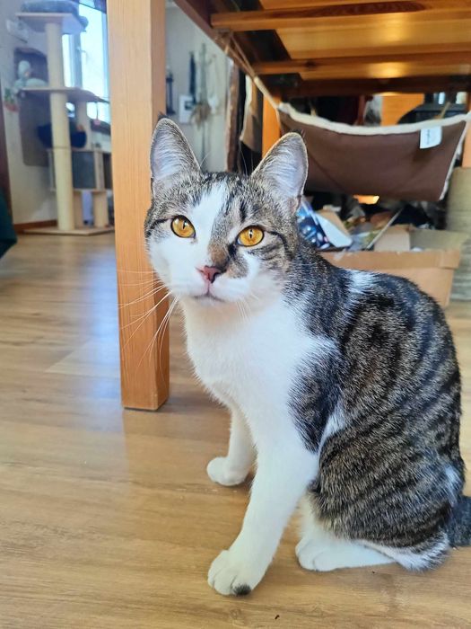 Uroczy Michaś szuka domku