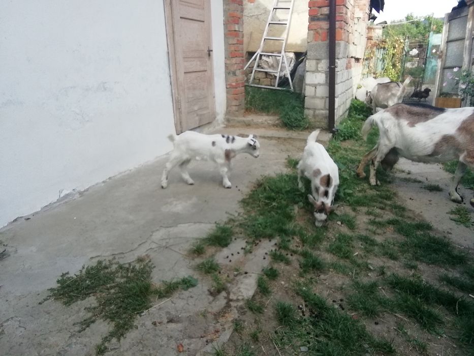Козенята молочної породи