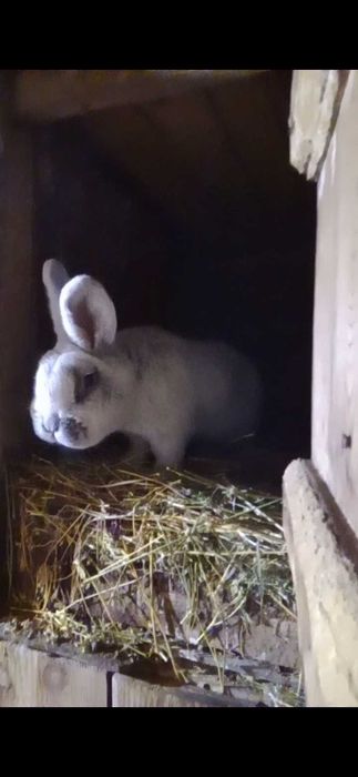 Кролі різних порід