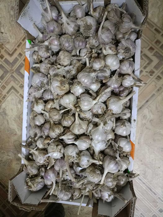 czosnek harnas -ziemniaki-marchew