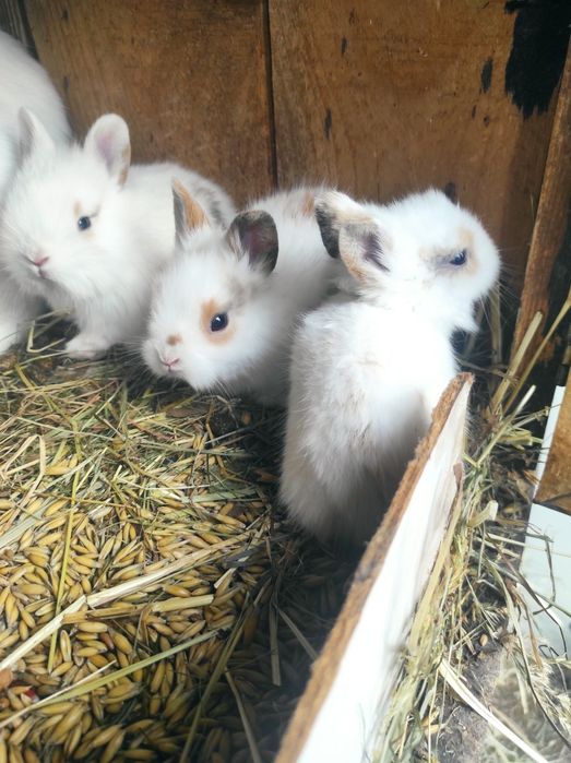 Witam posiadam na sprzedaż króliczki