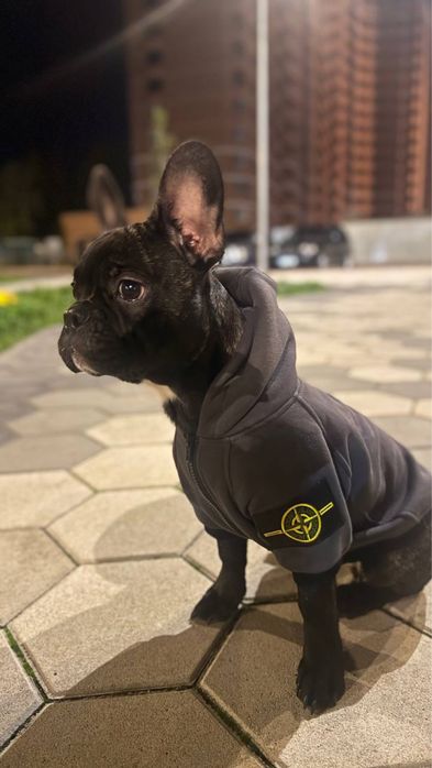 Французкий бульдог