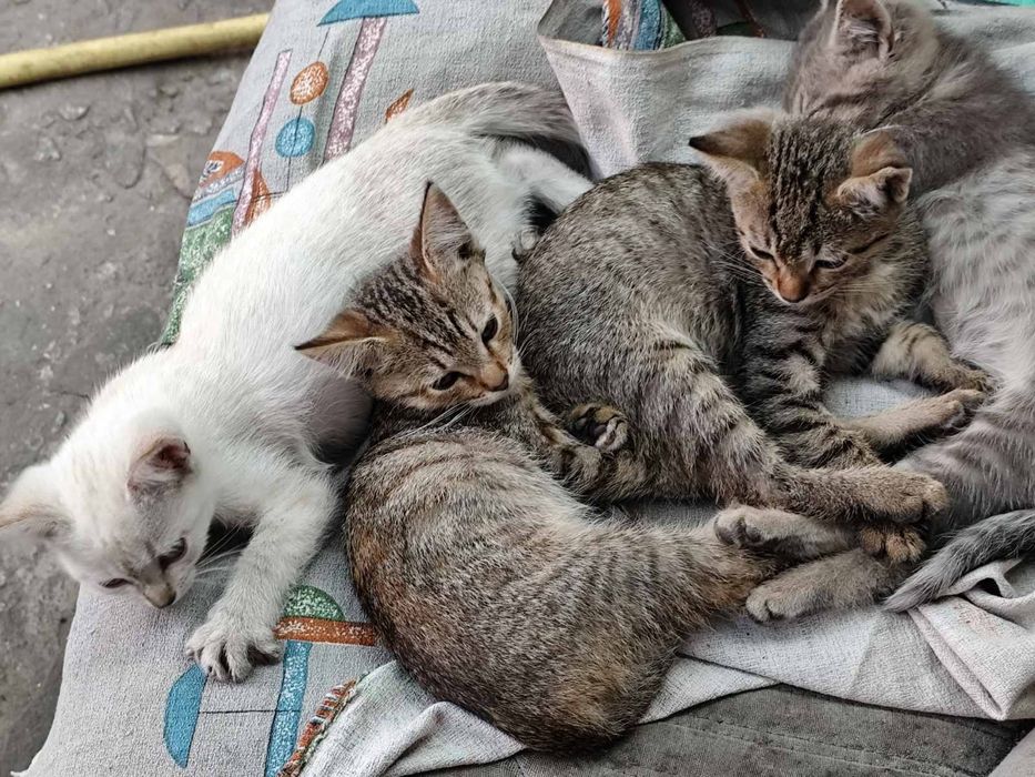 Котята бесплатно