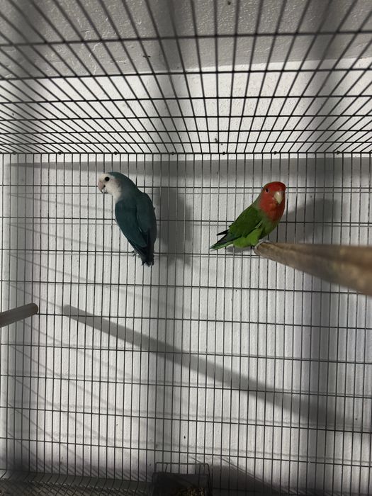 3 agapones long