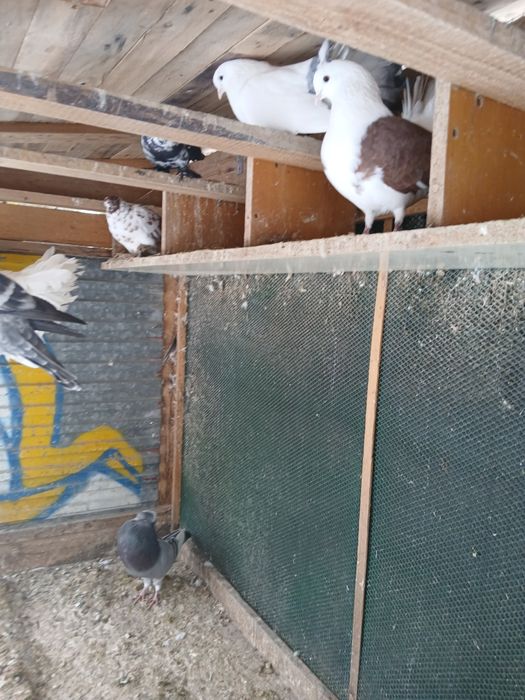 Gołębnik ogrodowy wraz z gołębiami ozdobnymi