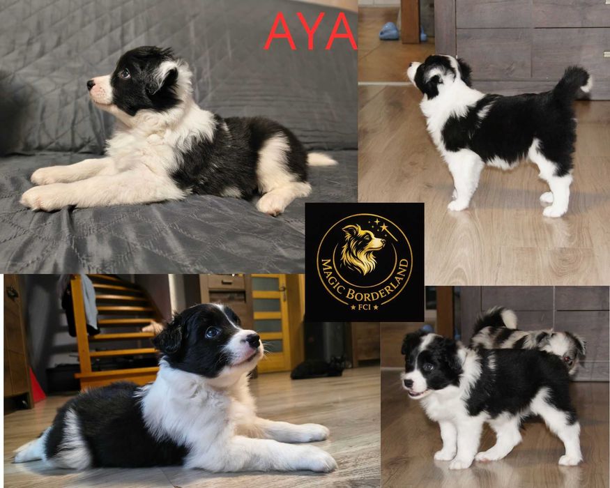 szczeniak Border Collie  FCI ZKwP Magic BorderLand