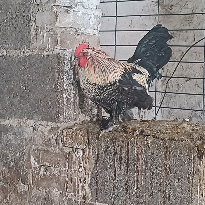 Koguty liliputy różne  do wyboru