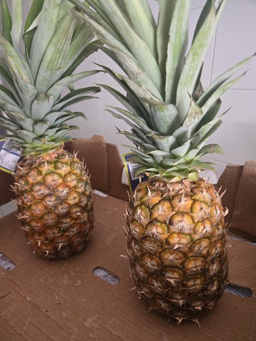 Caixas de abacaxis villalobos deliciosos para entregas