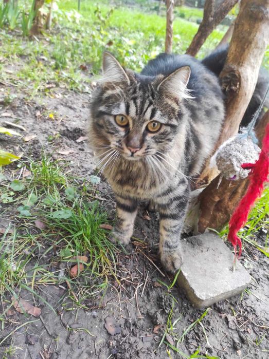 Кошечка ищет дом