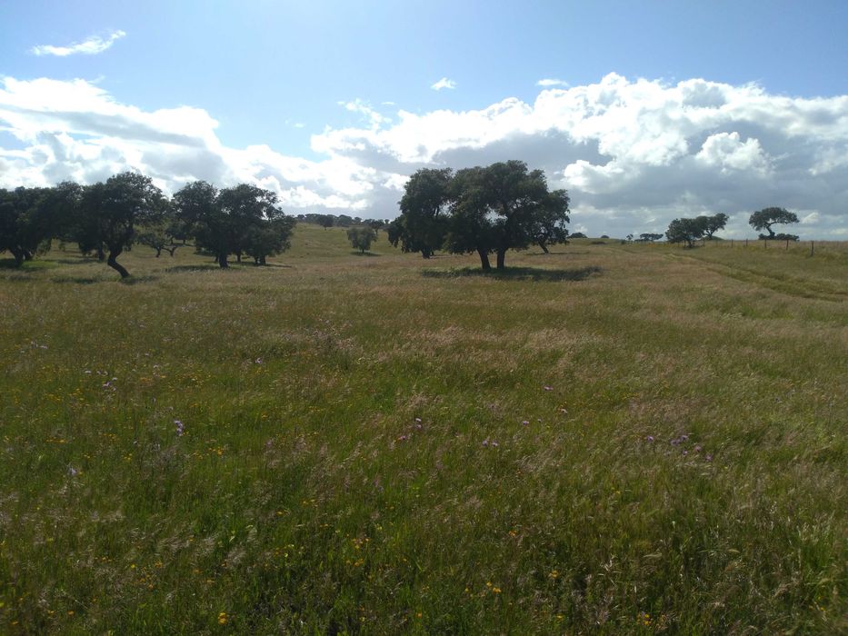 Herdade excelente para venda