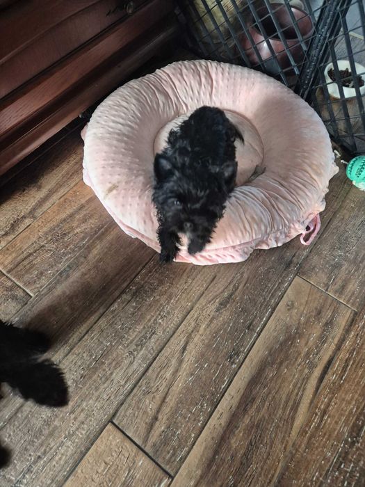 Sprzadam yorvzka black rodowodowy