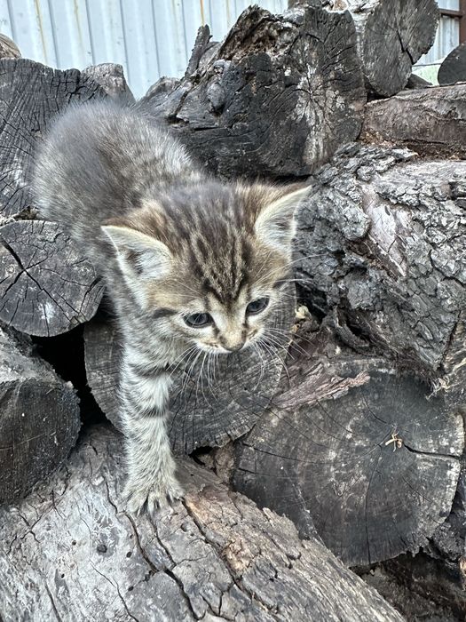 Котенята в добрі руки