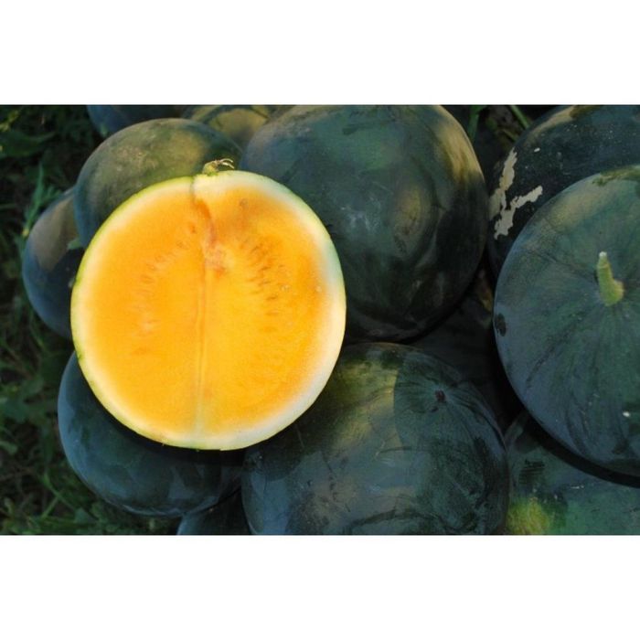 Кавуни " Янусик".