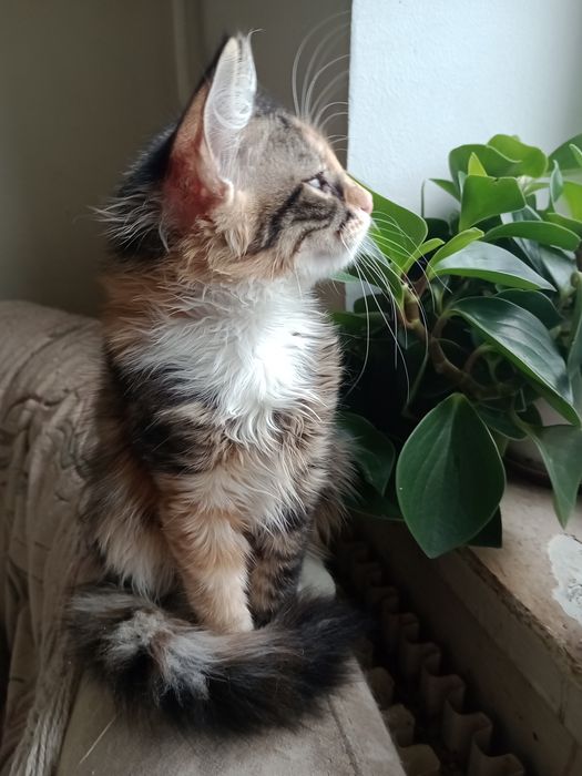 Кошенята домашні.