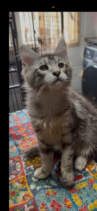 Menina maine coon muito meiguinha disponivel para entrega imediata.