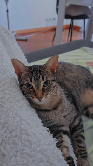 Gatas para adoção