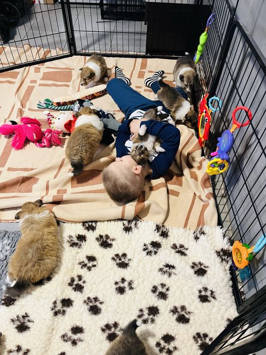 Szczeniak Owczarek Szkocki Długowłosy- gotowy do odbioru :)