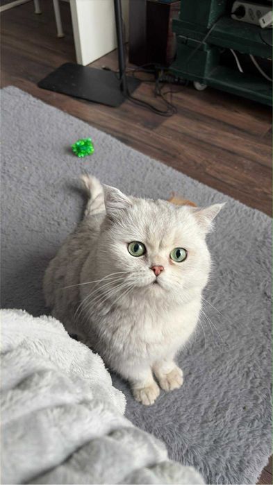 Kot Brytyjski krótkowłosy