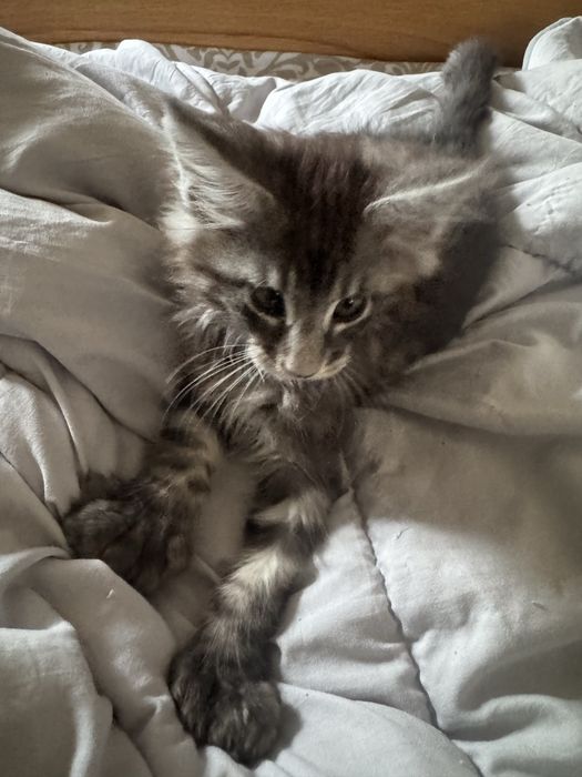 Maine Coon kocurek polidactyl