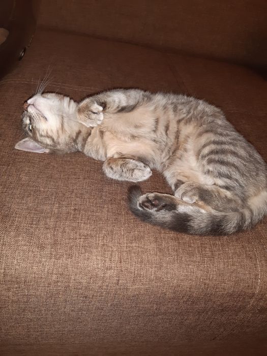 Перетримка котиків