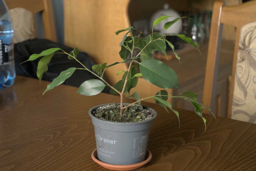 Fikus Benjamin ok. 17cm