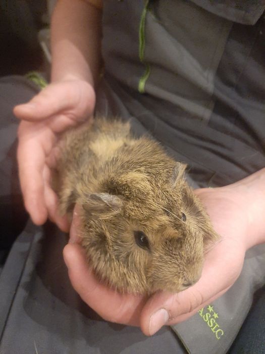 Sprzedam świnki morskie