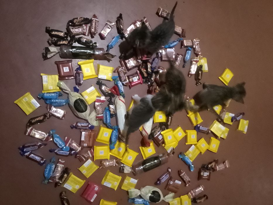 Котятам нужен дом и родители.