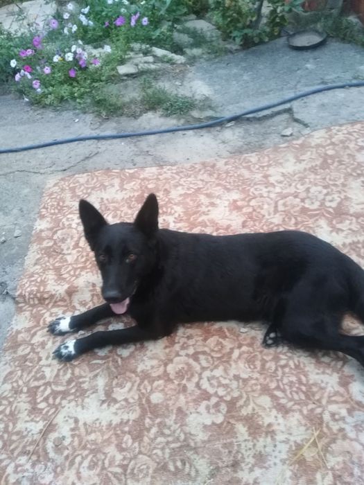 Прийму в дар будинок або проживання безкоштовно