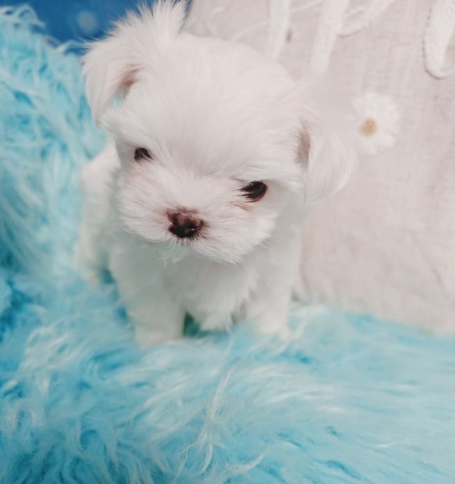 Śliczny piesek xxs maltańczyk* rodowód* czip