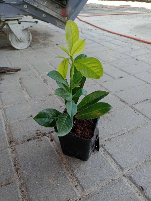 Laurowiśnia Novita, Caucasica 30-40cm w doniczkach