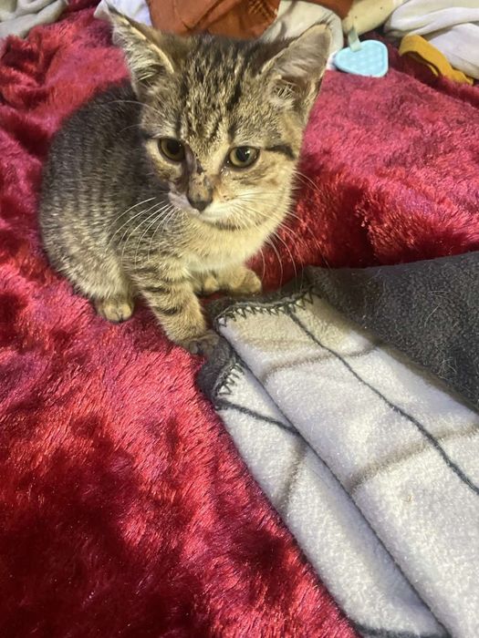 Котик у хороші руки