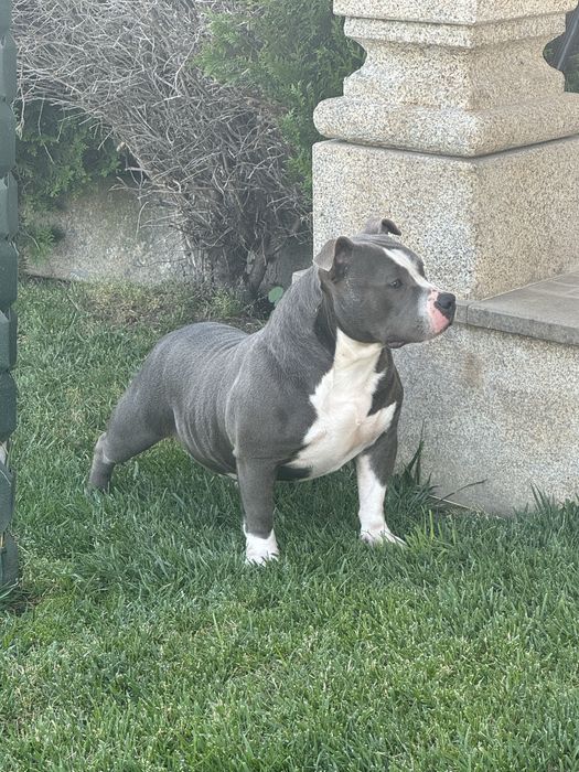 American Bully Pocket