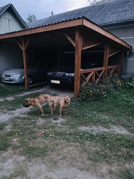 В'язка Шарпей розвязаний