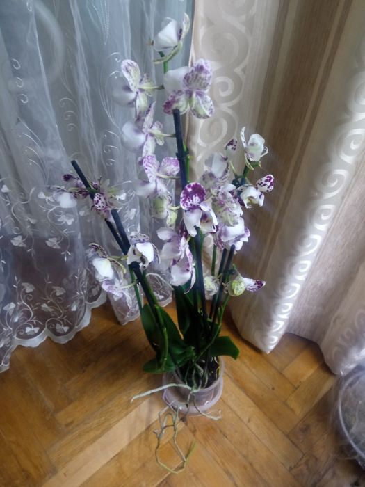 Орхідея фал.Маракеш пелор
