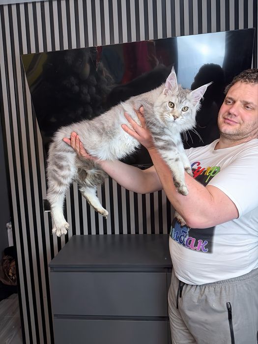 Мейн-кун ns25 хлопчик