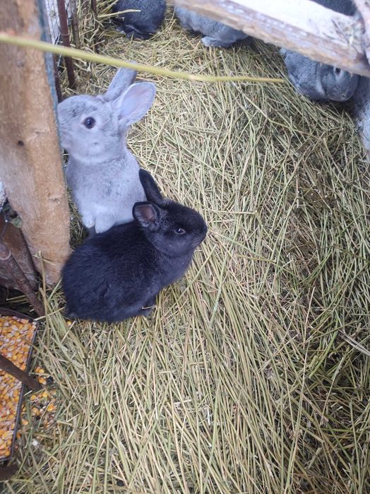 Кролики шиншила+строкач