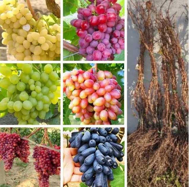 Саженцы яблони, груши, абрикос, персик, нектарин айва высокое качество
