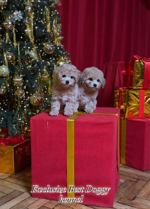 Карамель з золотом цуценята мальтіпу ф1. Суперові шикарні найкращі