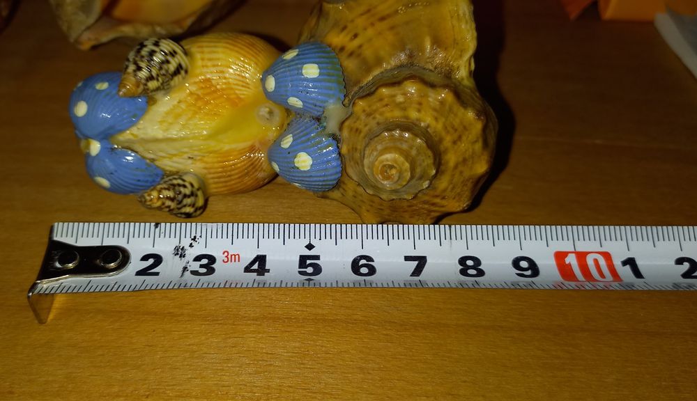 Ракушки морские(Рапан) 7шт.+1сувенир(некондиция)