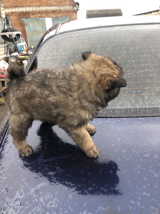 Метіси вівчарки будуть досить виликі