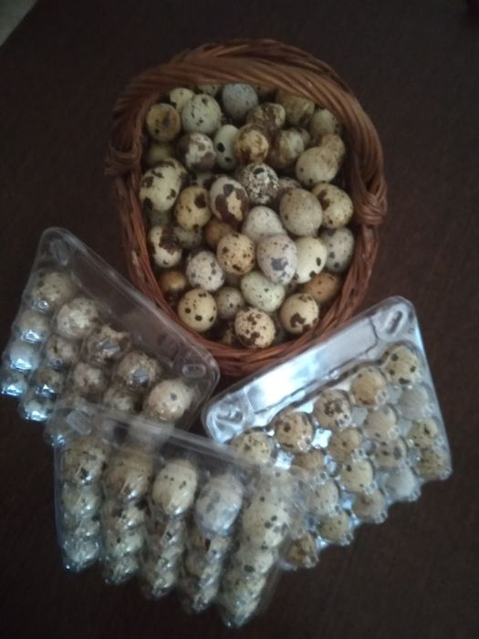 Інкубаційні перепелині яйця