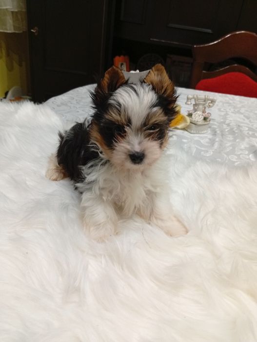 ZKwP/FCI samczyk Biewer Yorkshire terrier.