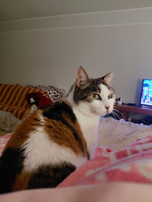 Sally- gatinha super meiga para adoção responsável