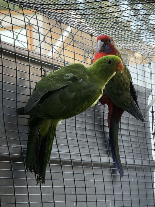 Casal Red Winged 2025