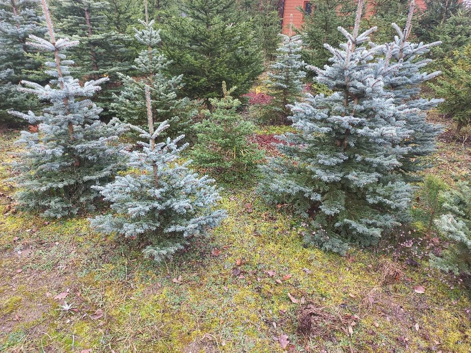 Choinki,  świerk pospolity i srebrny.