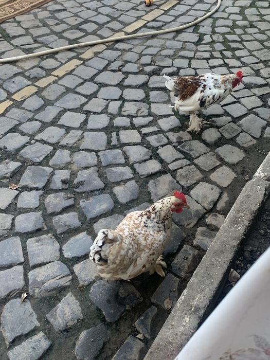 Кури лилипути бентамки